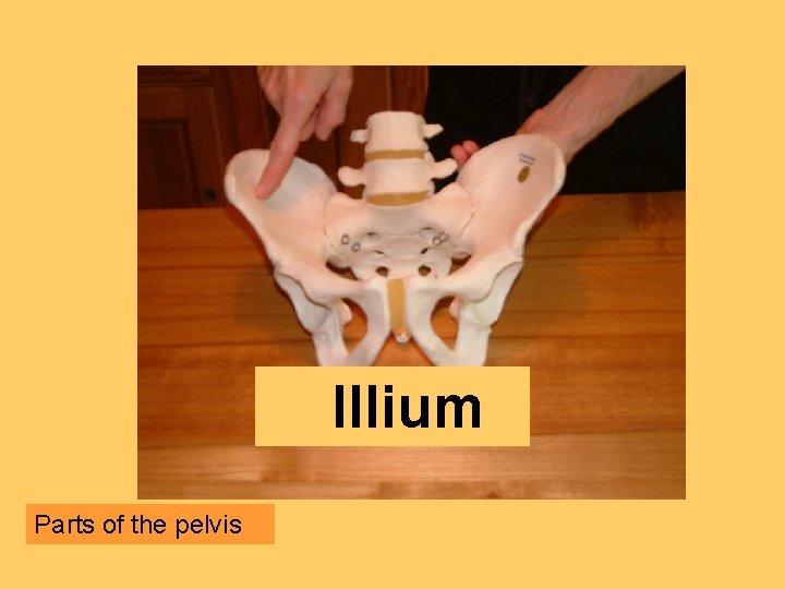 Illium Parts of the pelvis 