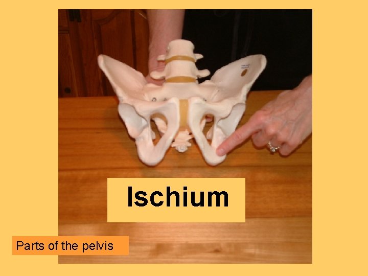 Ischium Parts of the pelvis 