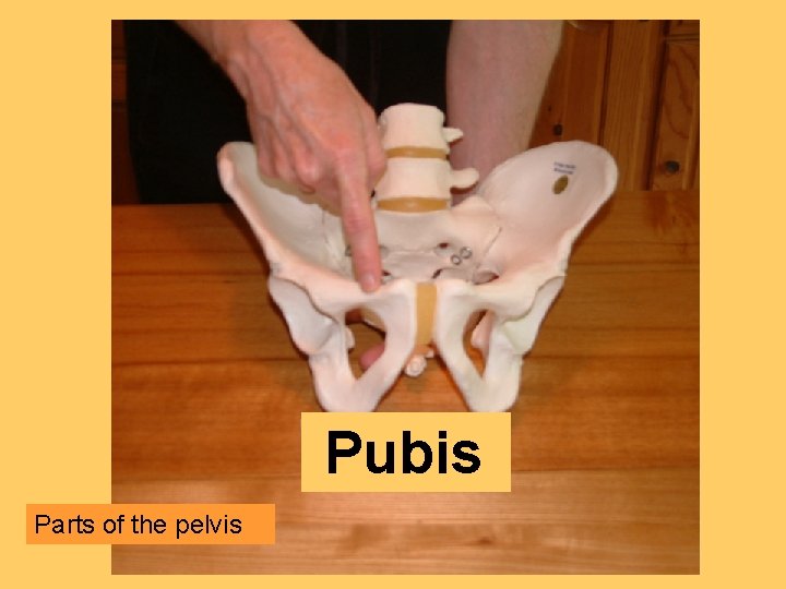 Pubis Parts of the pelvis 