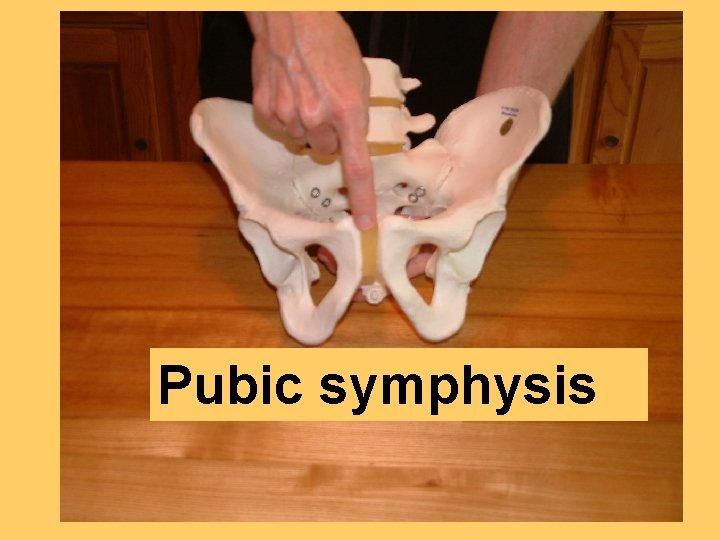 Pubic symphysis 