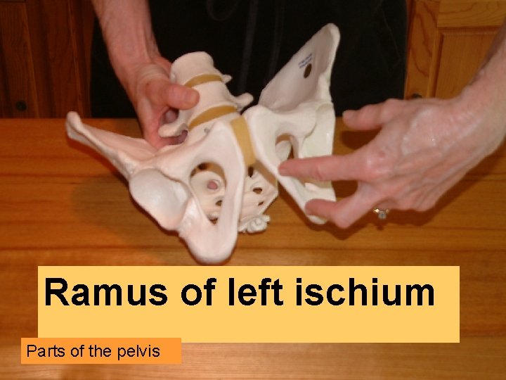Ramus of left ischium Parts of the pelvis 