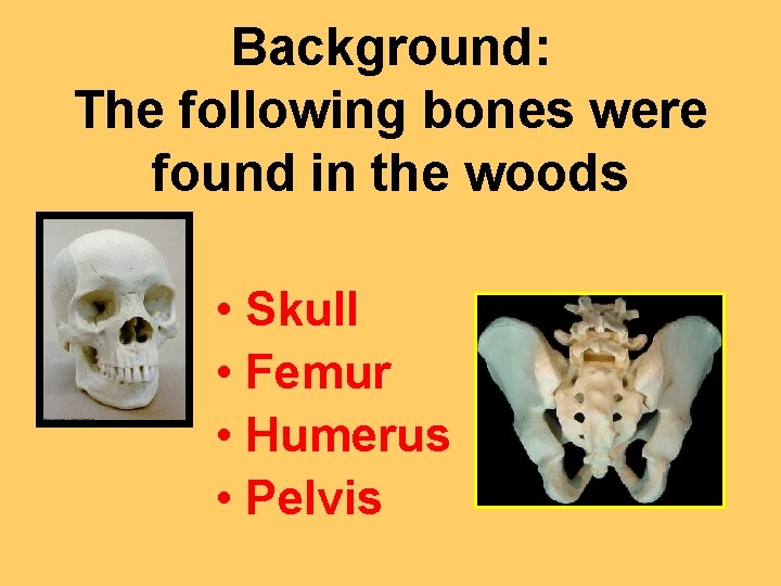 Background: The following bones were found in the woods • Skull • Femur •