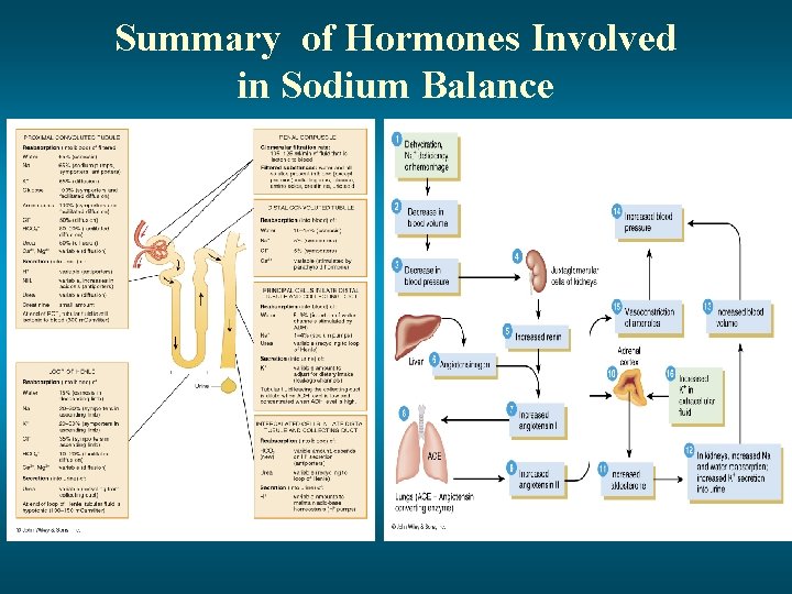 Summary of Hormones Involved in Sodium Balance 