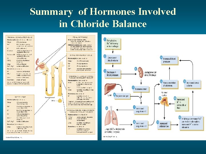 Summary of Hormones Involved in Chloride Balance 