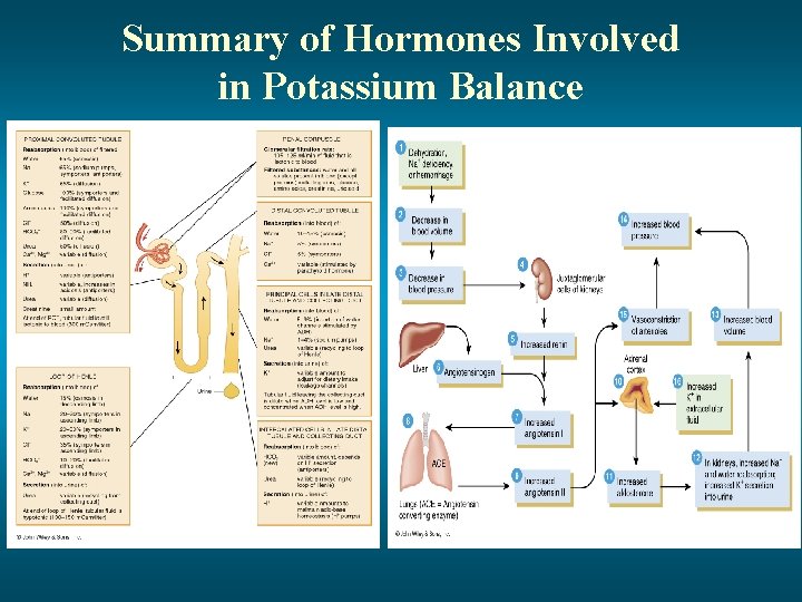 Summary of Hormones Involved in Potassium Balance 