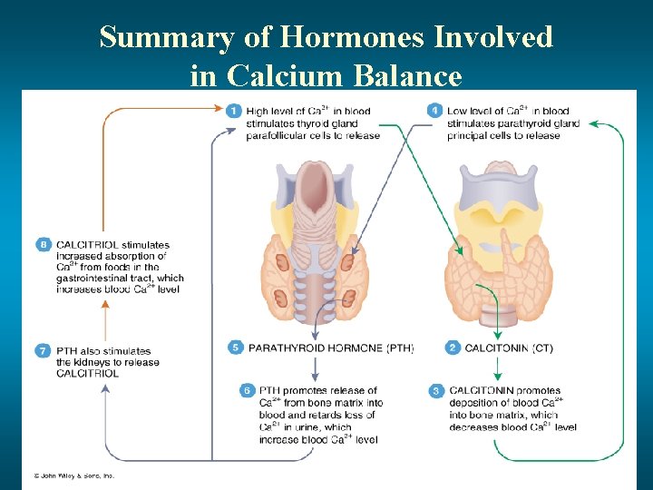 Summary of Hormones Involved in Calcium Balance 