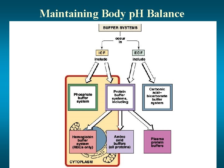 Maintaining Body p. H Balance 