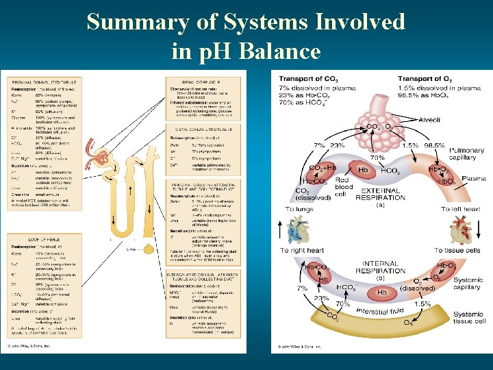 Summary of Systems Involved in p. H Balance 