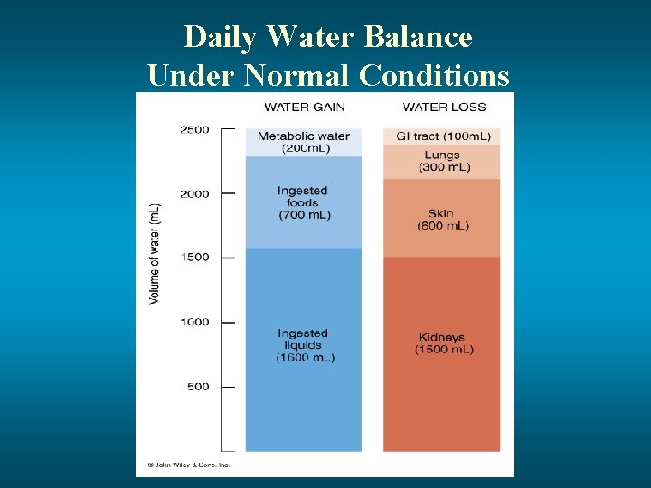 Daily Water Balance Under Normal Conditions 