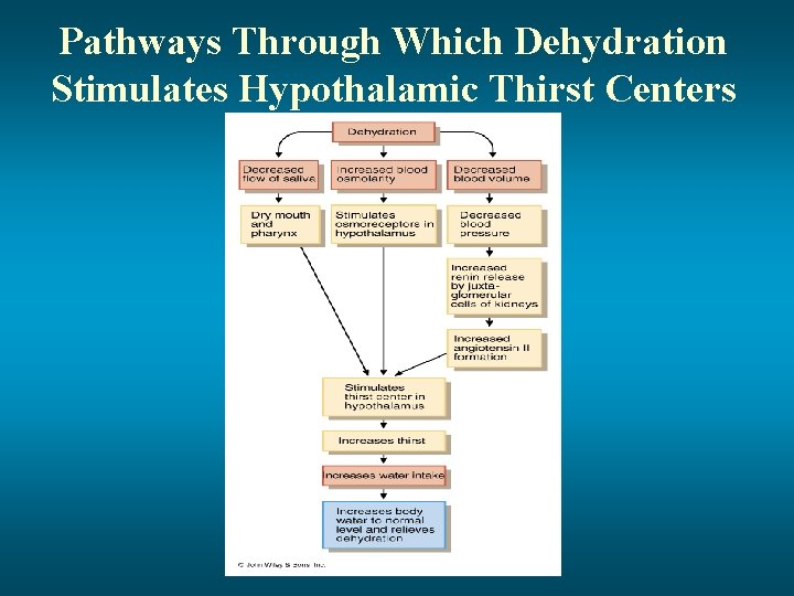 Pathways Through Which Dehydration Stimulates Hypothalamic Thirst Centers 