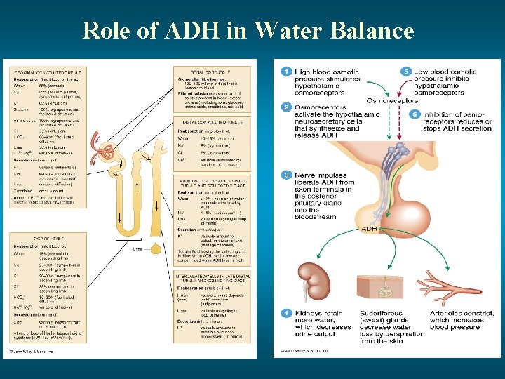 Role of ADH in Water Balance 