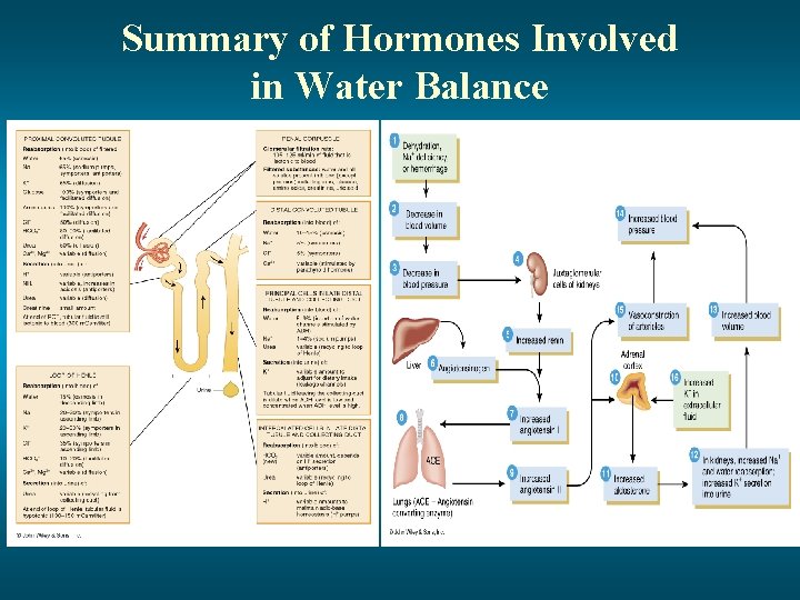 Summary of Hormones Involved in Water Balance 