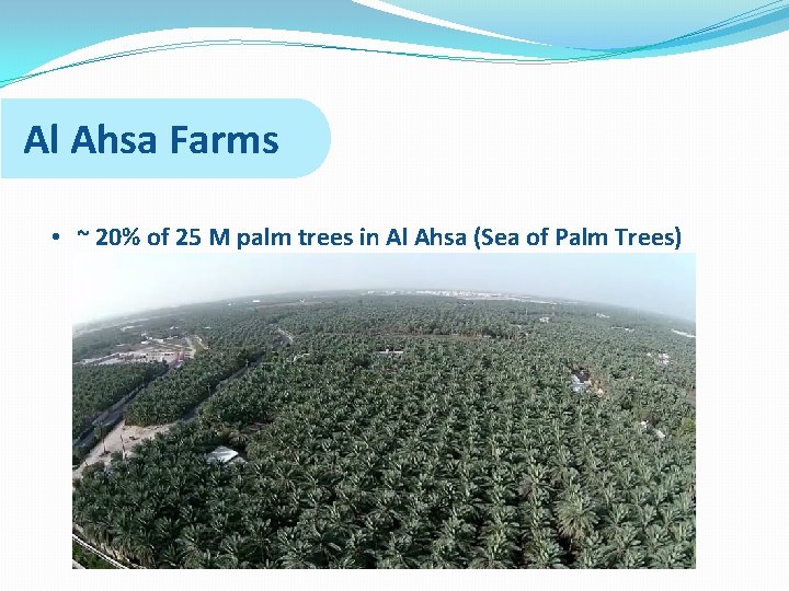 Al Ahsa Farms • ~ 20% of 25 M palm trees in Al Ahsa