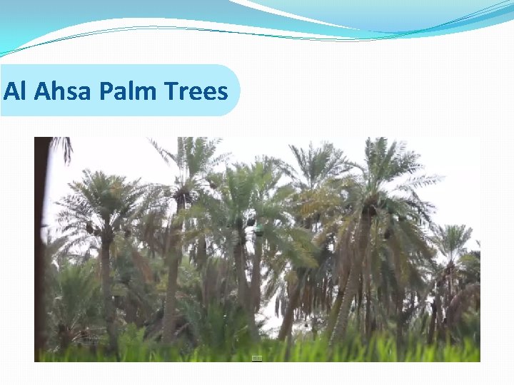 Al Ahsa Palm Trees 