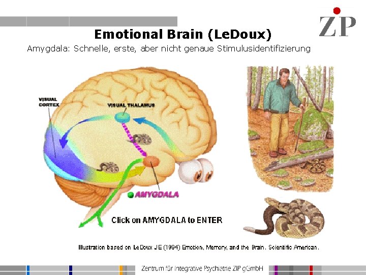 Emotional Brain (Le. Doux) Amygdala: Schnelle, erste, aber nicht genaue Stimulusidentifizierung 