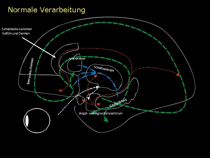 Normale Verarbeitung Sprachzentrum Schaltz e ntrale Bewusst es Denk en Schaltstelle zwischen Gefühl und