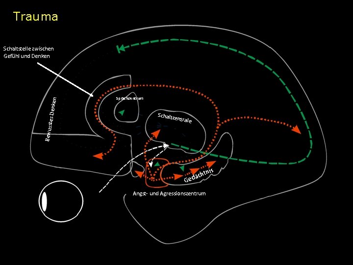 Trauma Bewusst es Denk en Schaltstelle zwischen Gefühl und Denken Sprachzentrum Schaltz e ntrale