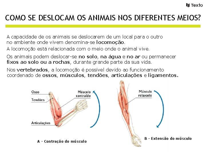 COMO SE DESLOCAM OS ANIMAIS NOS DIFERENTES MEIOS? A capacidade de os animais se