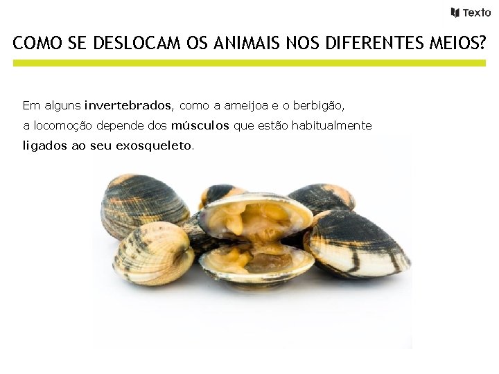 COMO SE DESLOCAM OS ANIMAIS NOS DIFERENTES MEIOS? Em alguns invertebrados, como a ameijoa