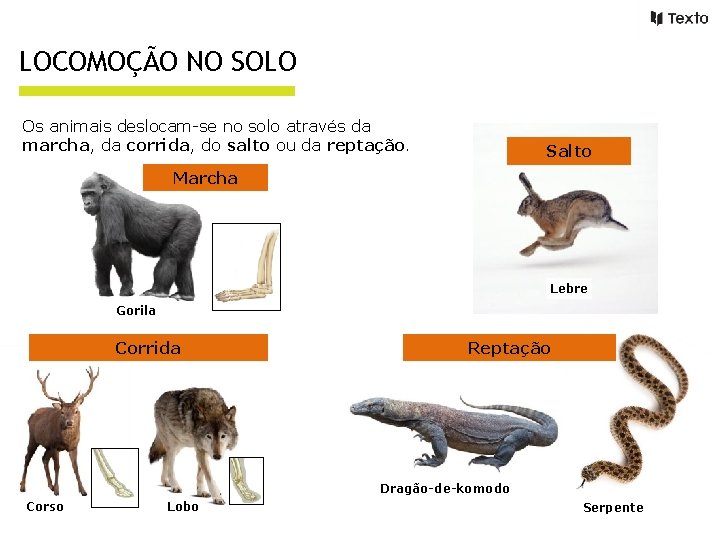 LOCOMOÇÃO NO SOLO Os animais deslocam-se no solo através da marcha, da corrida, do