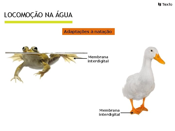 LOCOMOÇÃO NA ÁGUA Adaptações à natação Membrana interdigital 
