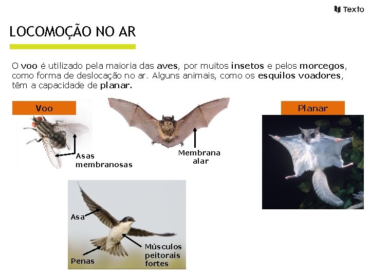 LOCOMOÇÃO NO AR O voo é utilizado pela maioria das aves, por muitos insetos