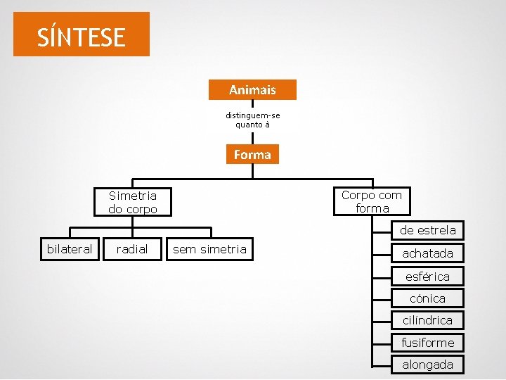 SÍNTESE Animais distinguem-se quanto à Forma Corpo com forma Simetria do corpo de estrela