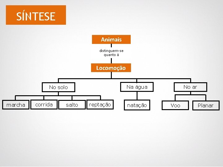 SÍNTESE Animais distinguem-se quanto à Locomoção Na água No solo marcha corrida salto reptação