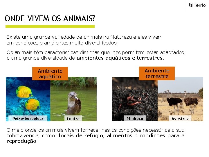 ONDE VIVEM OS ANIMAIS? Existe uma grande variedade de animais na Natureza e eles