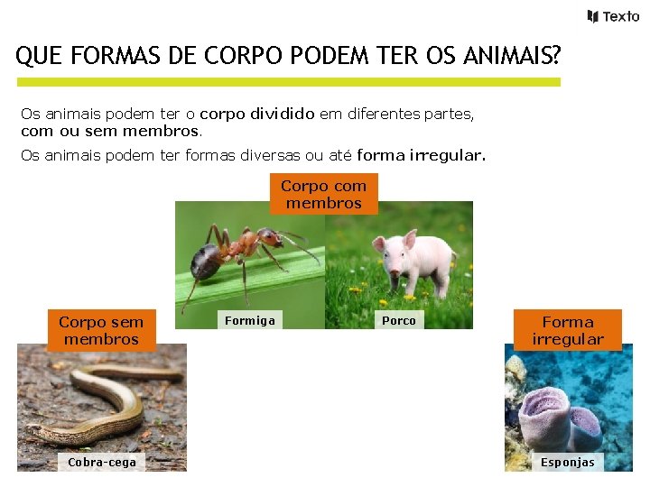 QUE FORMAS DE CORPO PODEM TER OS ANIMAIS? Os animais podem ter o corpo