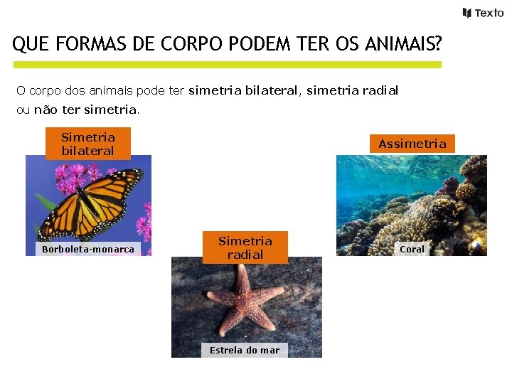 QUE FORMAS DE CORPO PODEM TER OS ANIMAIS? O corpo dos animais pode ter