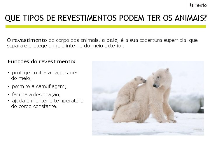 QUE TIPOS DE REVESTIMENTOS PODEM TER OS ANIMAIS? O revestimento do corpo dos animais,