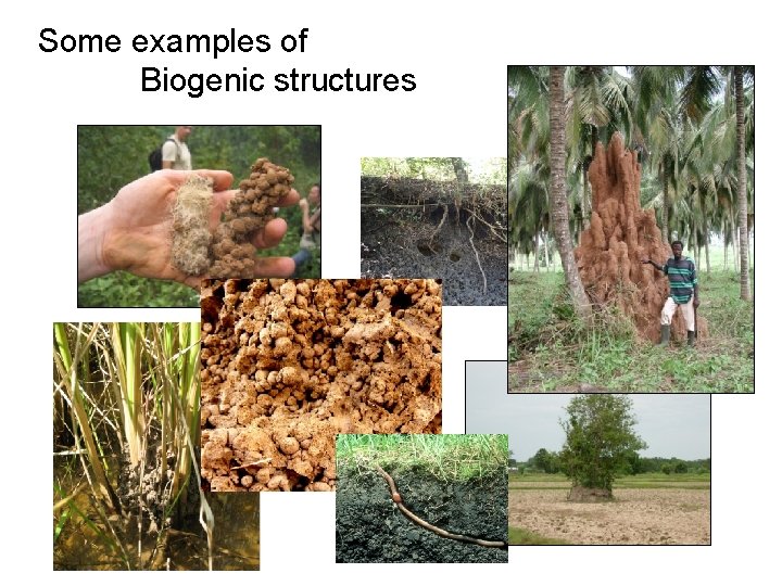 Some examples of Biogenic structures 