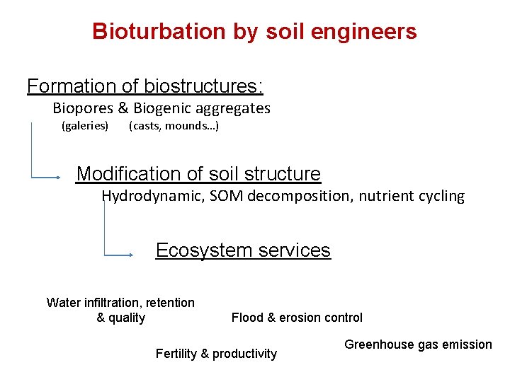 Bioturbation by soil engineers Formation of biostructures: Biopores & Biogenic aggregates (galeries) (casts, mounds…)