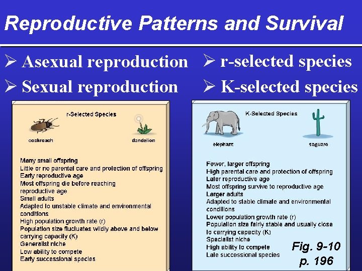 Reproductive Patterns and Survival Ø Asexual reproduction Ø r-selected species Ø Sexual reproduction Ø
