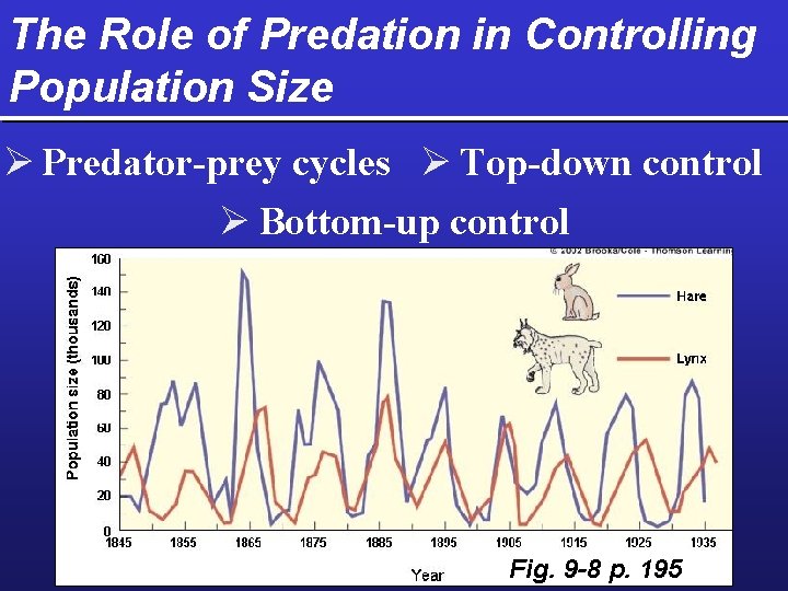 The Role of Predation in Controlling Population Size Ø Predator-prey cycles Ø Top-down control