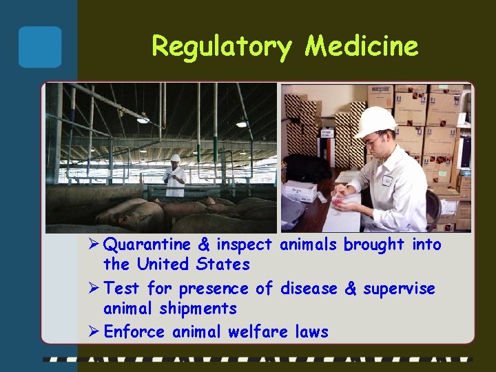 Regulatory Medicine Ø Quarantine & inspect animals brought into the United States Ø Test