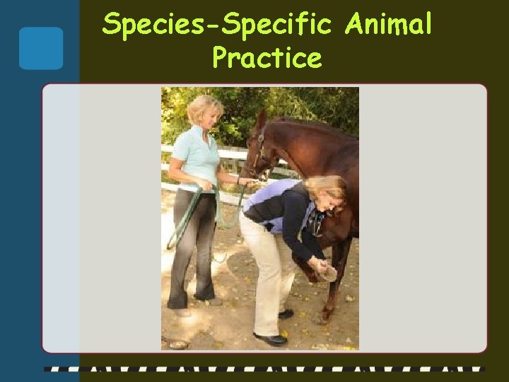 Species-Specific Animal Practice 