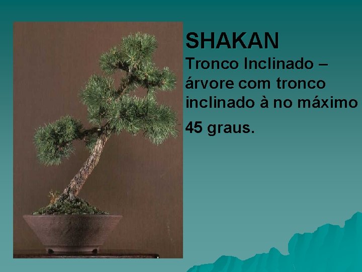 SHAKAN Tronco Inclinado – árvore com tronco inclinado à no máximo 45 graus. 