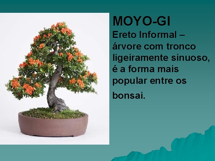 MOYO-GI Ereto Informal – árvore com tronco ligeiramente sinuoso, é a forma mais popular