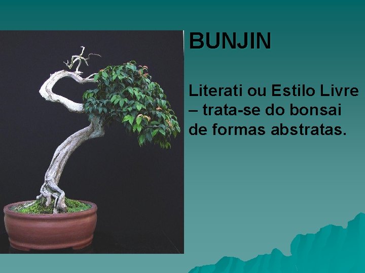BUNJIN Literati ou Estilo Livre – trata-se do bonsai de formas abstratas. 