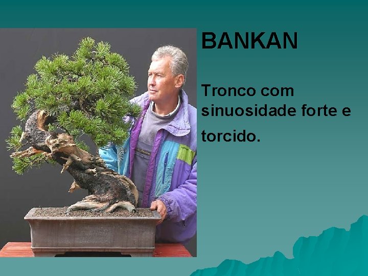 BANKAN Tronco com sinuosidade forte e torcido. 