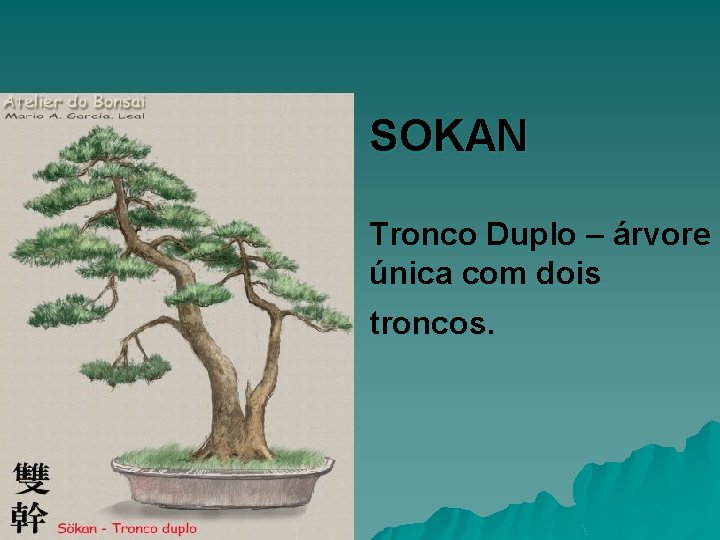 SOKAN Tronco Duplo – árvore única com dois troncos. 