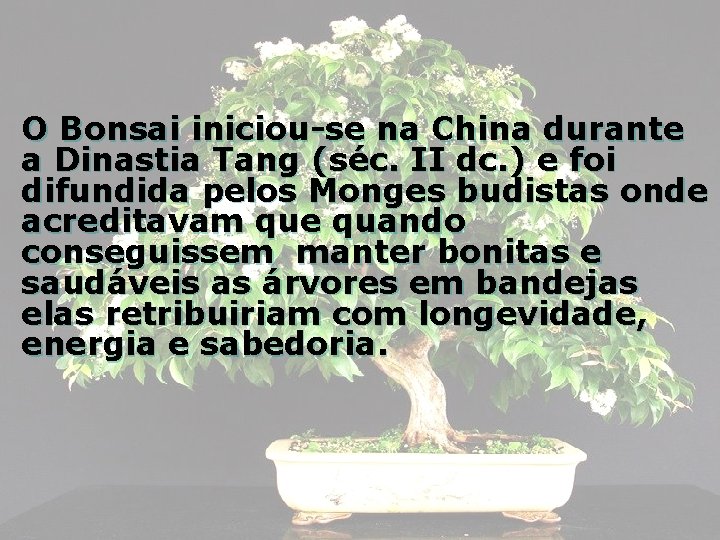 O Bonsai iniciou-se na China durante a Dinastia Tang (séc. II dc. ) e