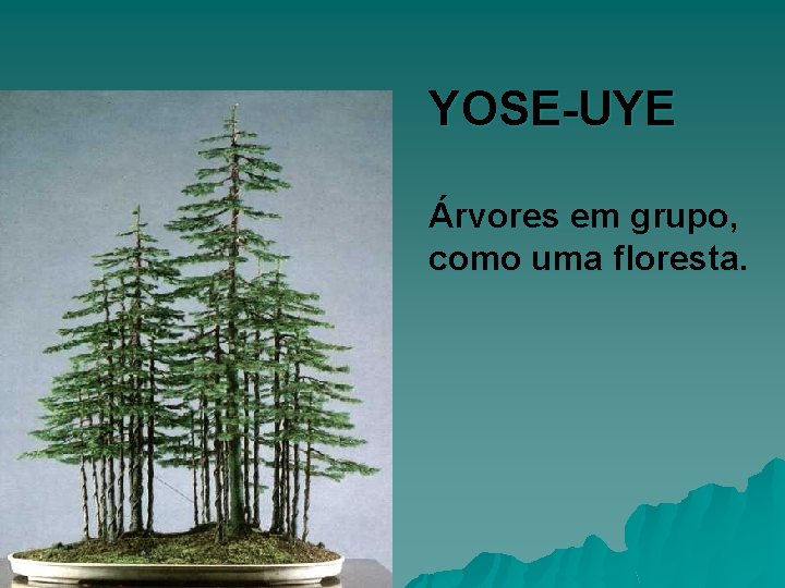 YOSE-UYE Árvores em grupo, como uma floresta. 