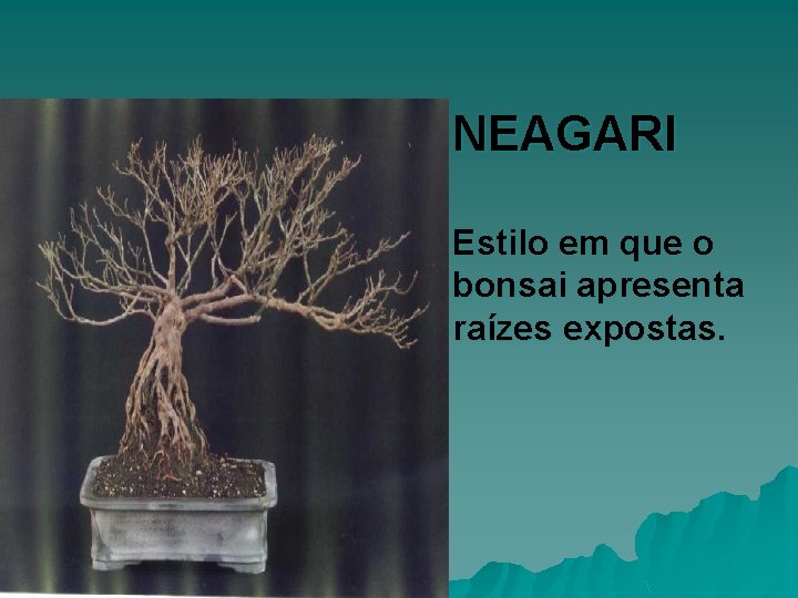 NEAGARI Estilo em que o bonsai apresenta raízes expostas. 