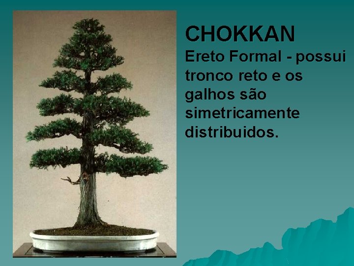 CHOKKAN Ereto Formal - possui tronco reto e os galhos são simetricamente distribuidos. 