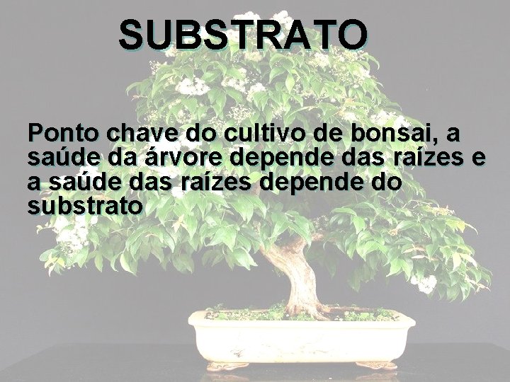 SUBSTRATO Ponto chave do cultivo de bonsai, a saúde da árvore depende das raízes