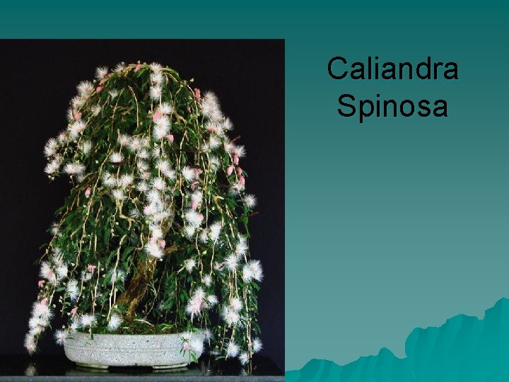 Caliandra Spinosa 