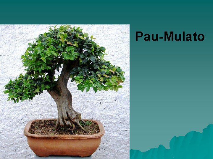 Pau-Mulato 